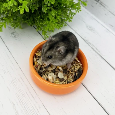 Миска (Triol) керамическая CB01 Апельсин 0.1л