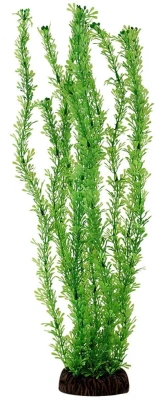 Растение (Laguna) 1969 Лигодиум зеленый 20см Растение (Laguna) 1969 Лигодиум зеленый 20см