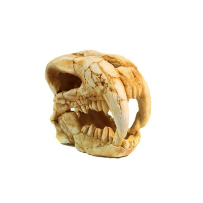 Грот (Deksi) №1002 Череп динозавра